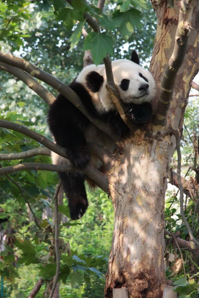 Napi cukiság! cuki állatkák Képek panda