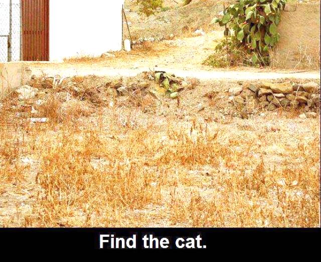 Keresd a cicát! vicces keresd cica Képek