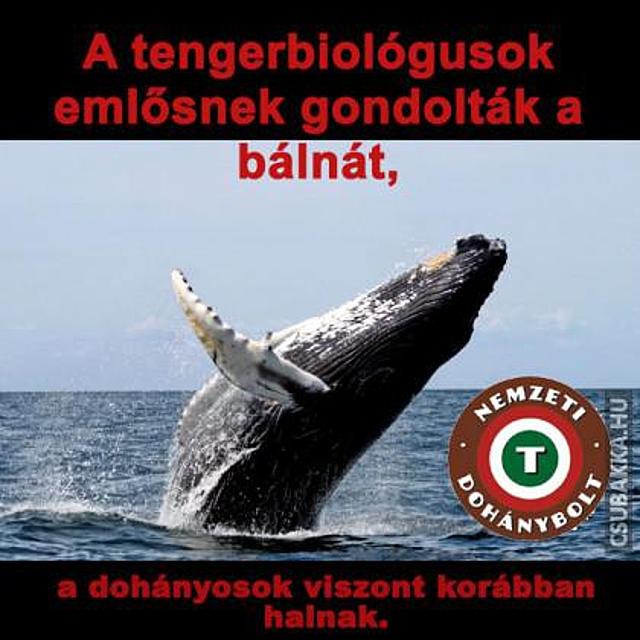 A bálna emlős, vagy hal? vicces dohányos Képek bálna