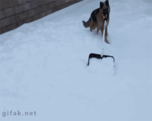 dog snow