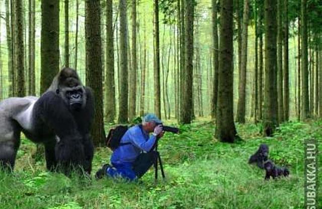 Testőr vigyáz a fotósra fotózás Képek gorilla