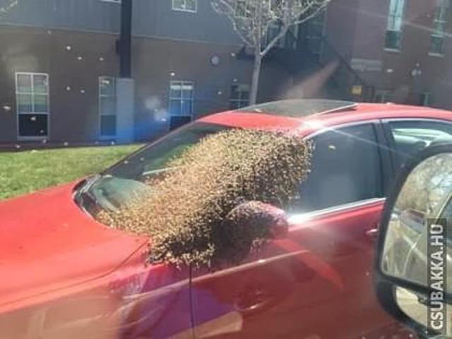 Talán mézet lopott? :) vicces méhek autó Képek