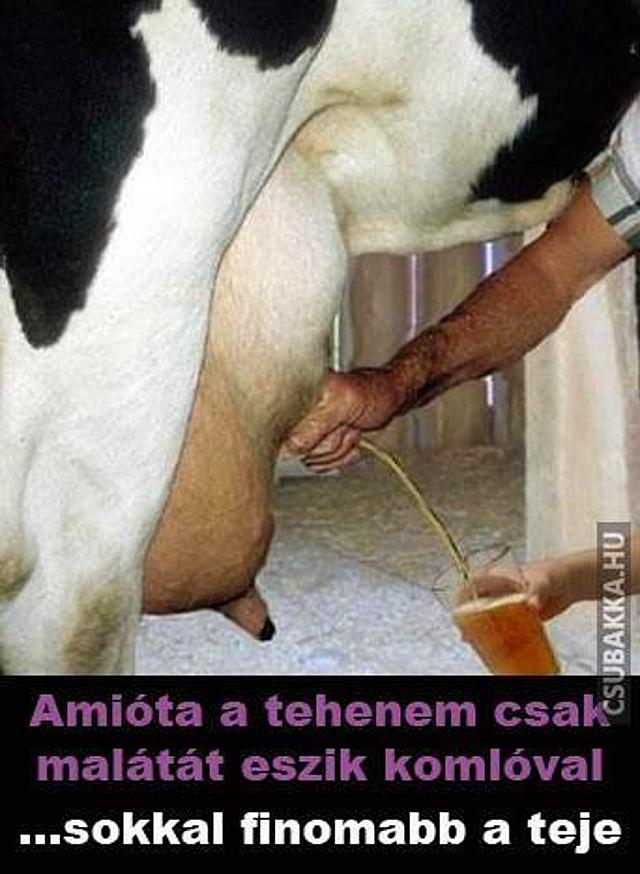 Nem mindegy, hogy mivel eteted a tehened! sör tej Képek tehén vicces