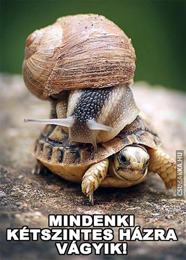 Albérlet, vagy saját otthon? :) Képek vicces teknős csiga