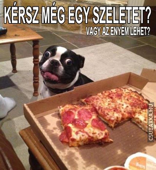 Ki nem szeretni a pizzát? :) pizza éhes vicces Képek kutya