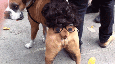 funny-gif-dog-butt-costume