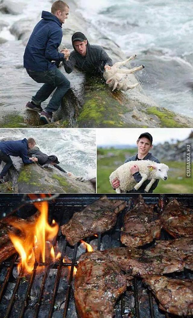 A hős megmenti a bárányt az áradó folyóból! Képek bárány folyó hősies mentes