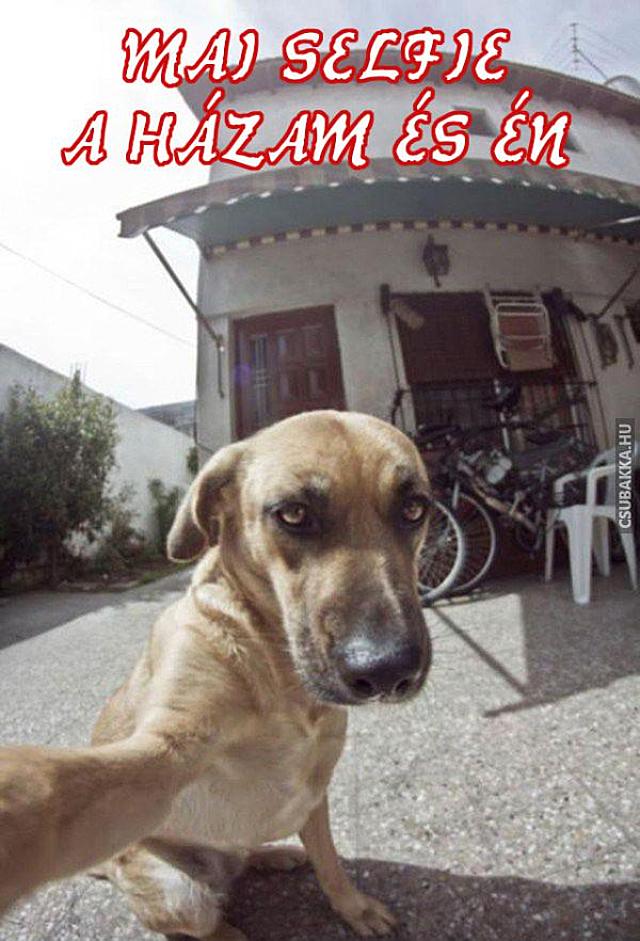 A kutyák a föld valódi urai! :) selfie kutya Képek