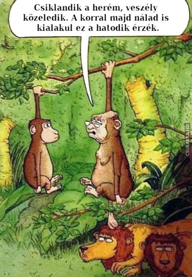 Egy bölcs vén majom... :) öreg herezacskó majom Képek vicces