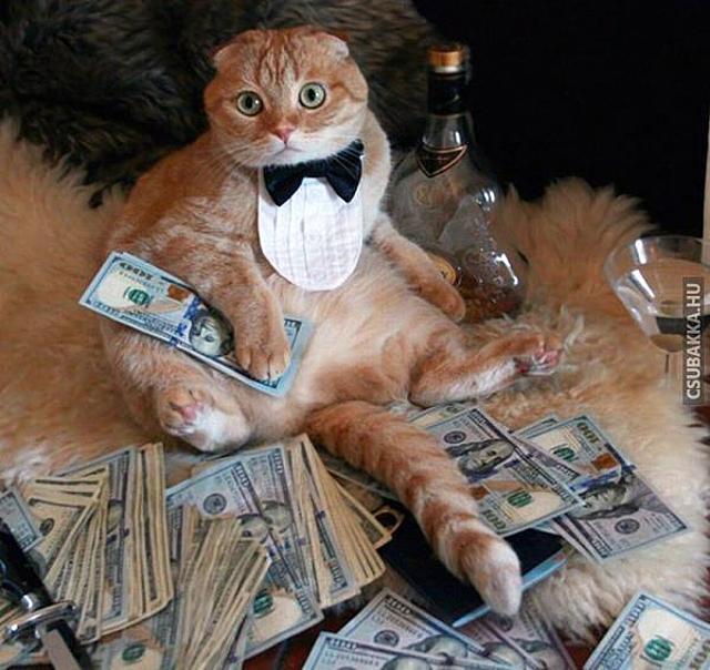 Ideális randipartner :) pénz Képek macska kandúr randi