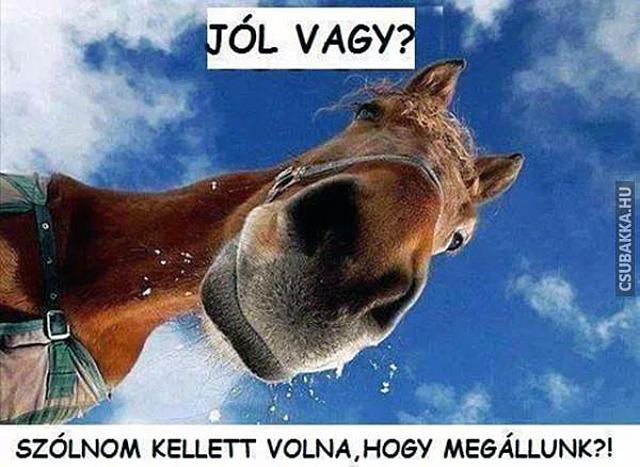 Egy ló, fejlett lelkiismerettel :) ló leesett Képek fail