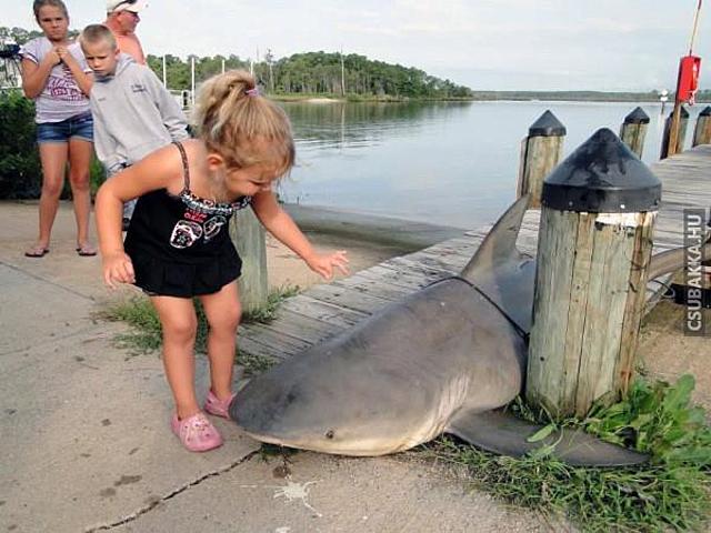 Cápatámadás, ki az áldozat, és ki a ragadozó ezen a képen? :) kislány Képek cápa