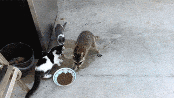 hilarious_gifs_to_make_you_laugh_today_and_every_day_16
