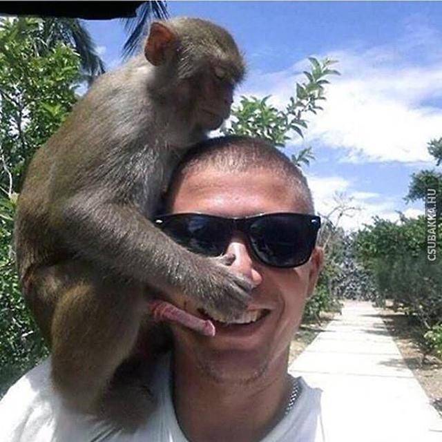 Perverz majom :) Képek majom fail fénykép