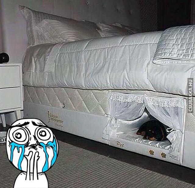 Egy ágyban a kutyáddal vicces képek kutya ágy