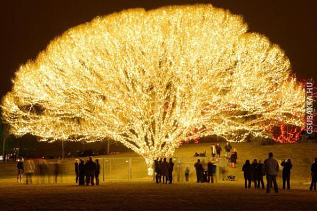 A legfényesebb karácsonyfa karácsonyfa fényes karácsony kivilágítás