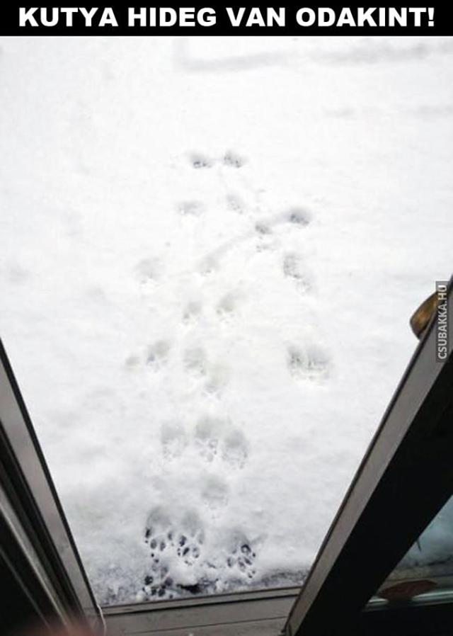 Sétálj egyet kutyuskám! kutyahideg kutyasétáltatás hidek tél