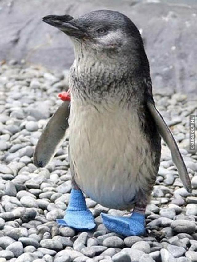 Az állatok is fáznak! kutya ruha pingvin zokni hideg tél macska ruha