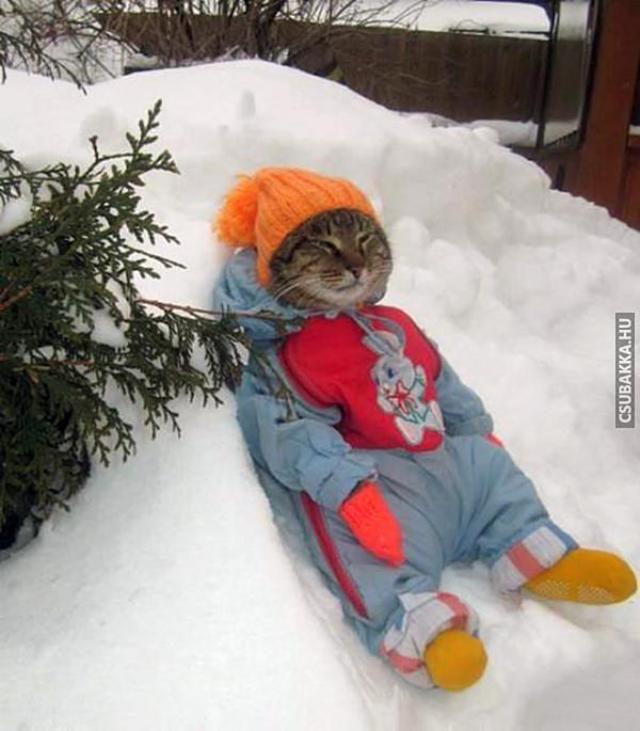 Az állatok is fáznak! pingvin zokni macska ruha hideg tél kutya ruha