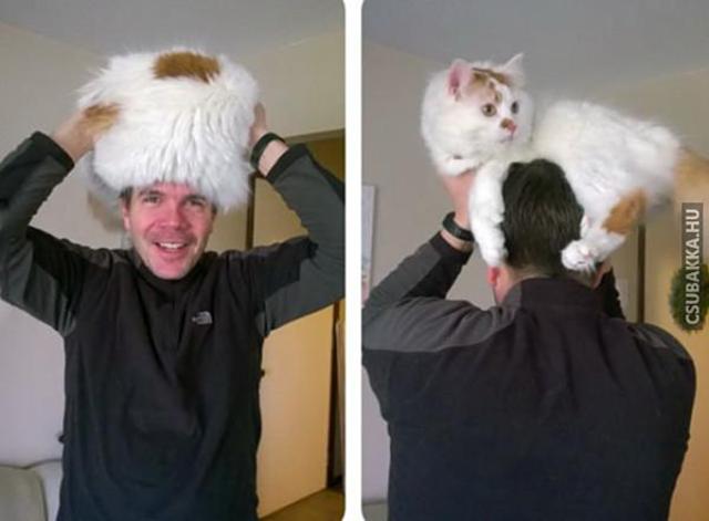 Macs-kalap :) macska fejfedő sapka peém