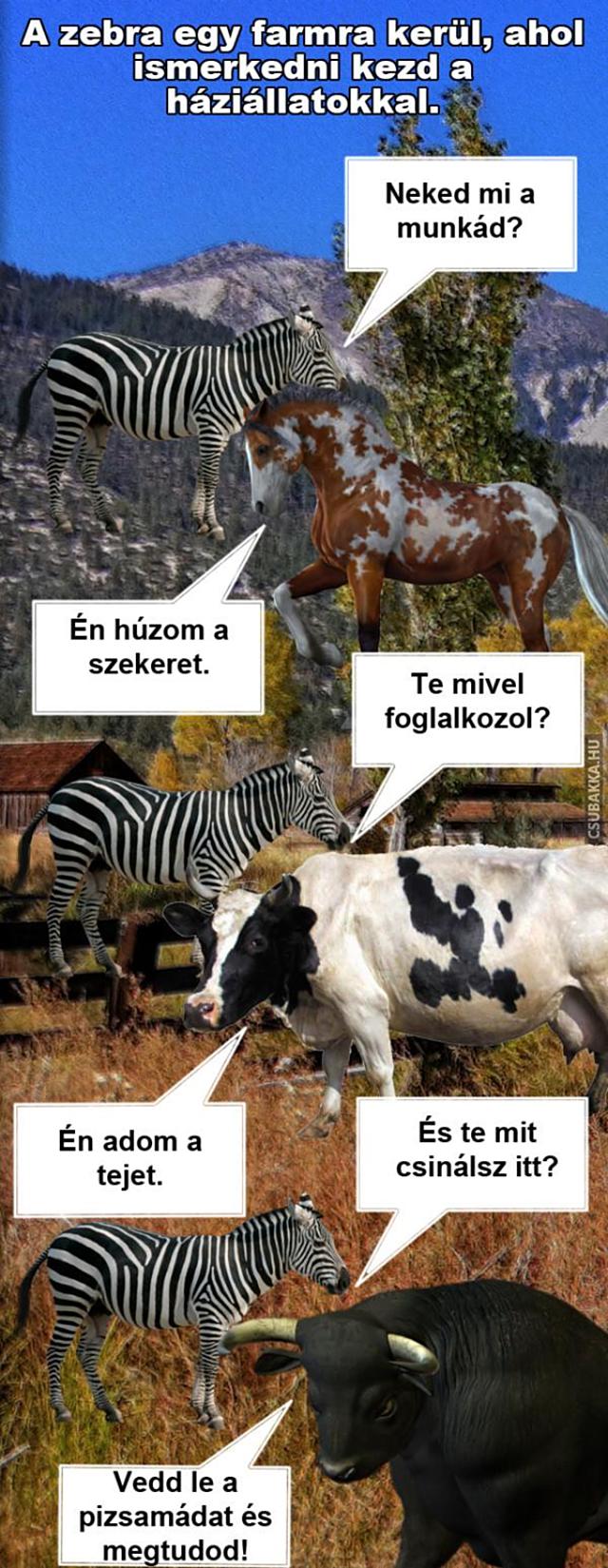 A zebra egy farmra kerül zebra bika ló farm tehén vicces képek