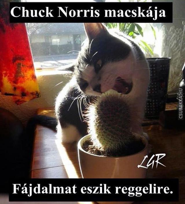 Chuck Norris macskája macska chuck norris reggeli vicces képek fájdalom