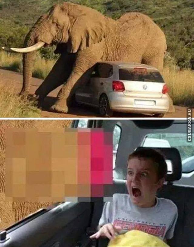 Ijesztő méretek ijedtség elefánt méret