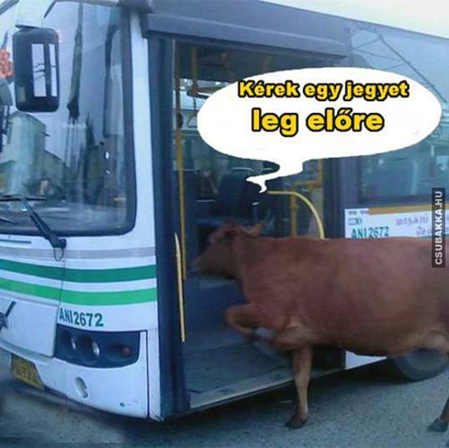 Kérek egy jegyet! legelő buszon jegyet kérek tehén a buszon legel tehén