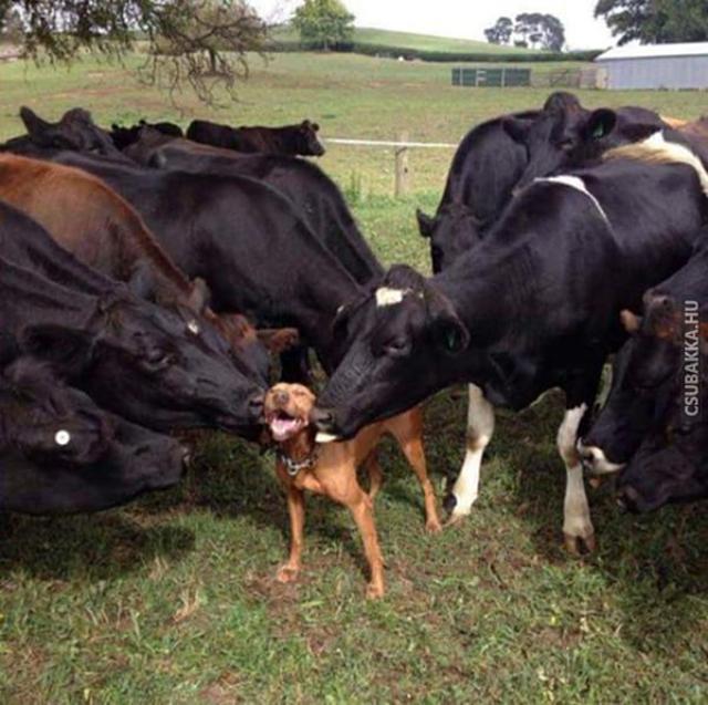 Hárem hárem tehenek vicces képek kutya