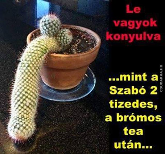 Már a kaktusz is kaktusz
