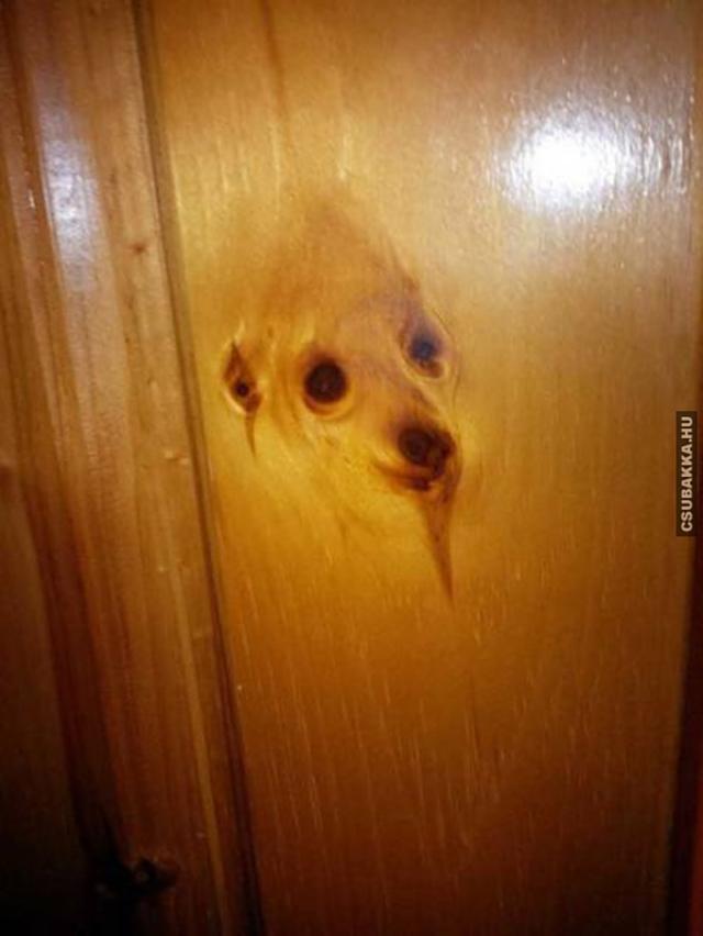 Paranormálisan megjelent a szomszéd halott kutyája a szekrényen szekrény paranormális kutya
