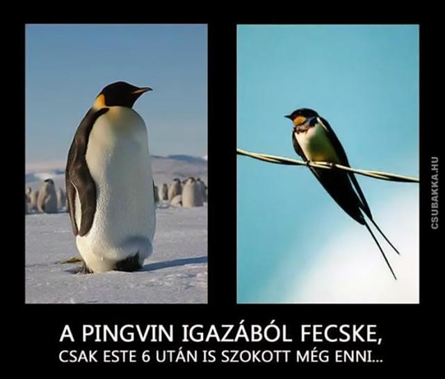 Közeli rokonság pingvin rokonok fecske