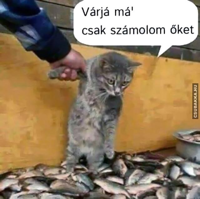 Pedig nem is halőr :) halak vicces képek macska cuki