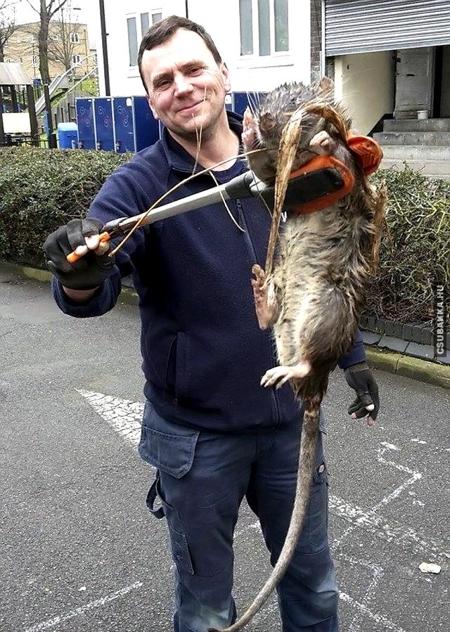 12 kilós patkányt fogtak Londonban fogta London kiló patkány
