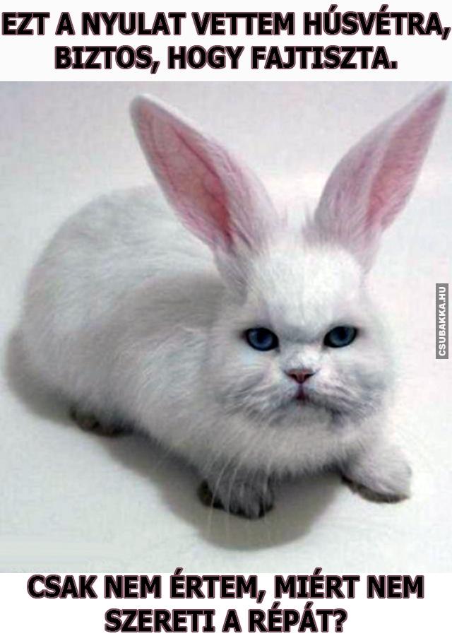 Kicsit gyanús háziállat :) húsvéti nyúl háziállat macskanyúl